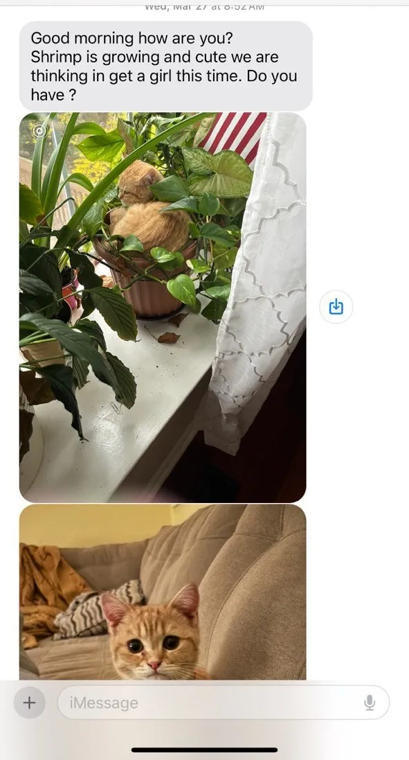 Kitty Palace Cattery - Scottish Kittens For Sale. Customer reviews