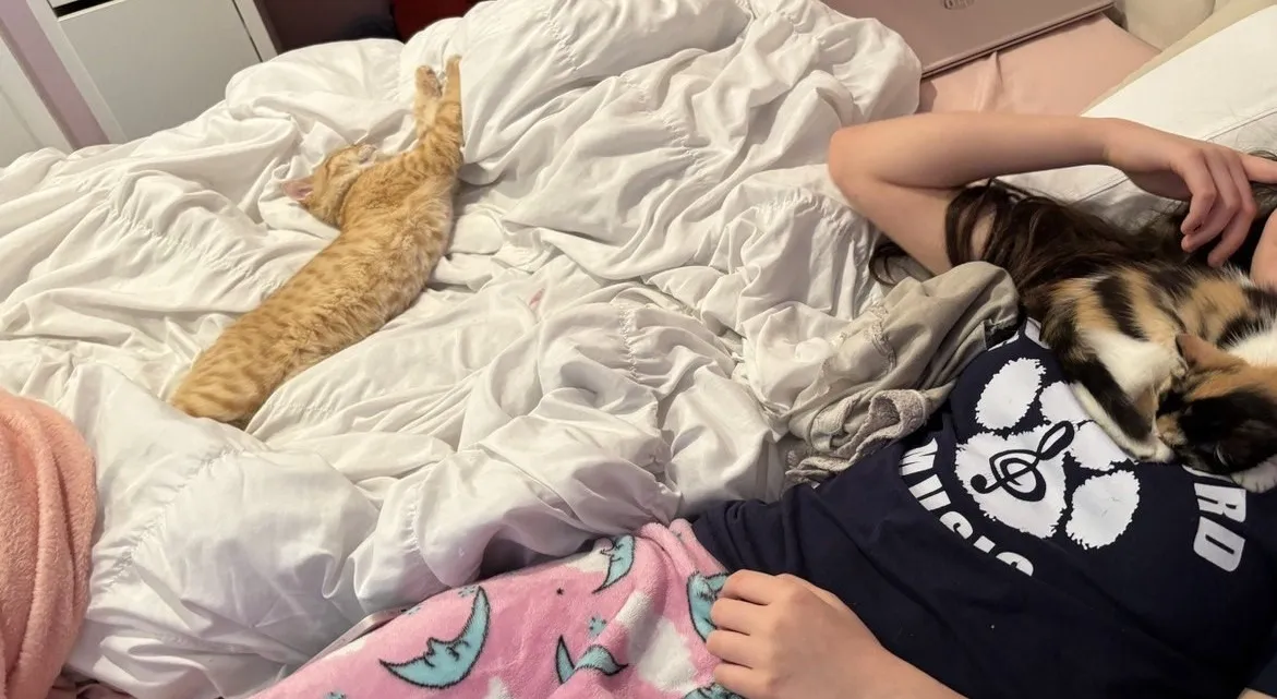 Kitty Palace Cattery - Scottish Kittens For Sale. Customer reviews