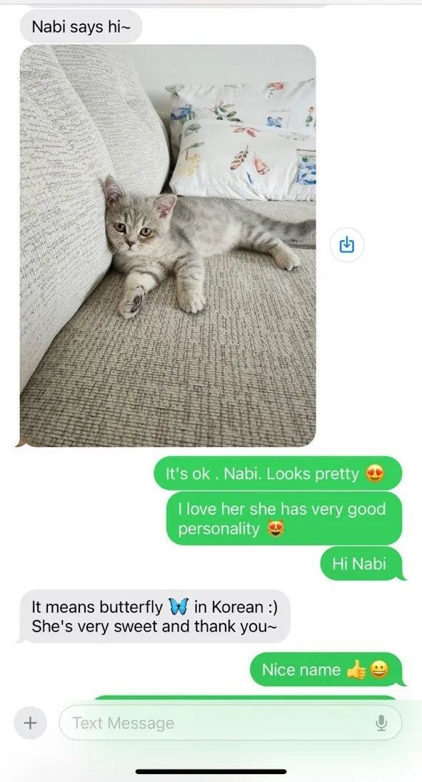 Kitty Palace Cattery - Scottish Kittens For Sale. Customer reviews