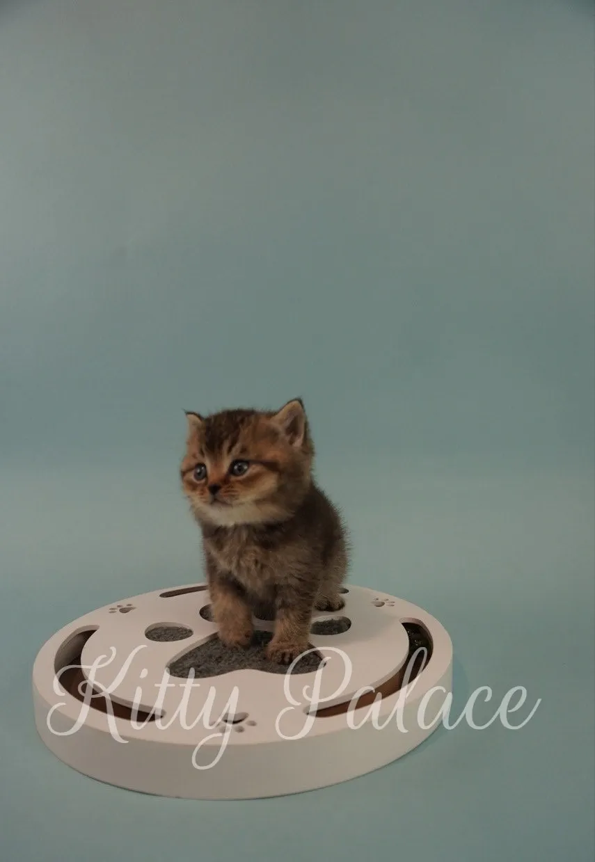 Playful blue golden Scottish Straight kitten posing on circular toy