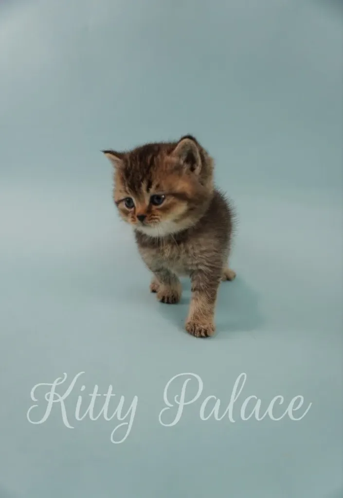 Playful blue golden Scottish Straight kitten posing on circular toy