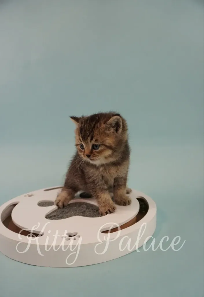 Scottish Straight kitten with rich blue golden fur looking to the side