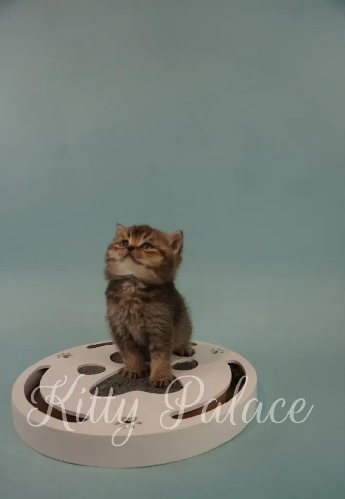 Madden the kitten pausing mid-play on white paw-shaped toy