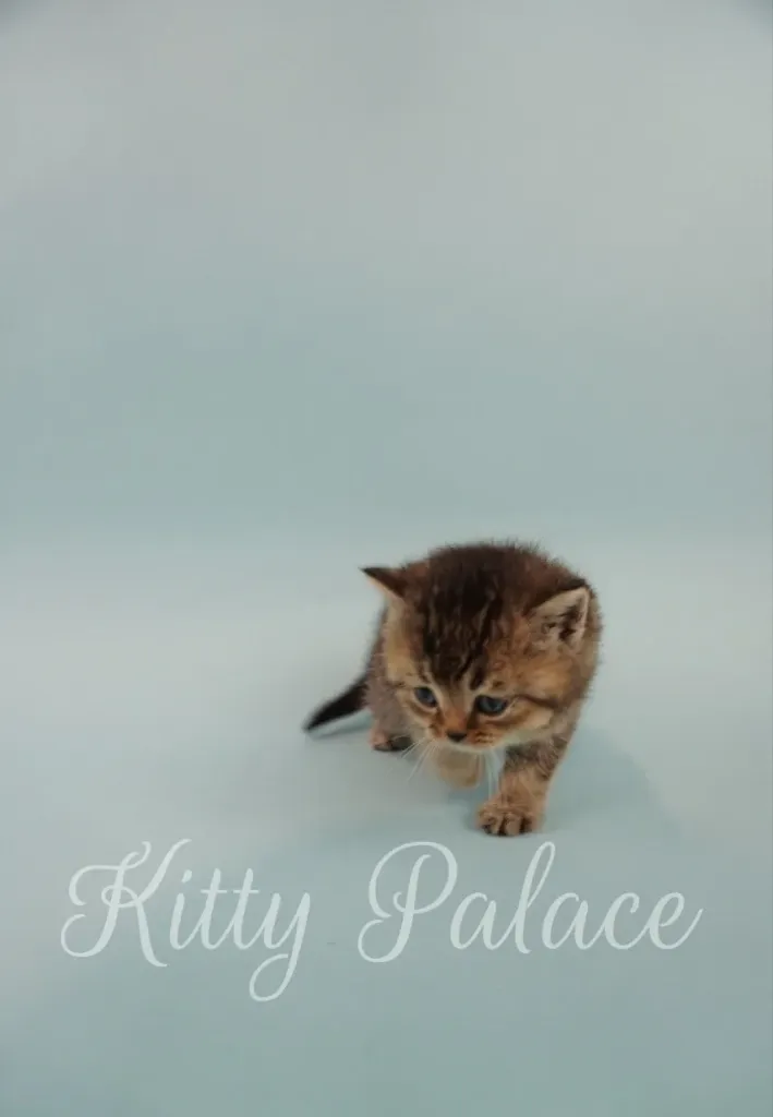 Adorable blue golden Scottish Straight kitten gazing upward with big eyes