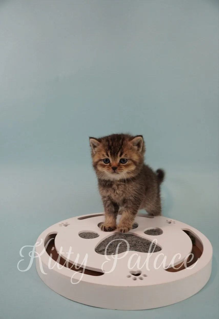 Scottish Straight blue golden kitten Madden standing confidently on a white toy