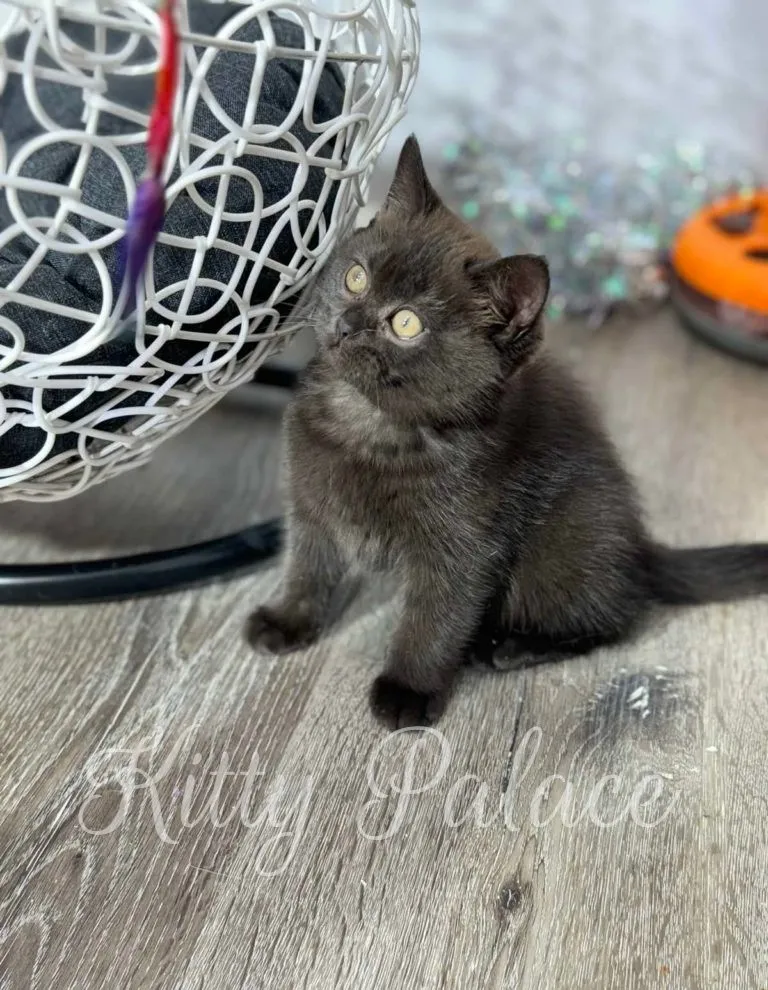 Adorable kitten with dark smoky coat staring at teaser toy beside modern chair