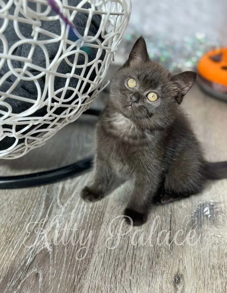 Black Scottish Straight kitten Mocha sitting near a white basket chair and looking up