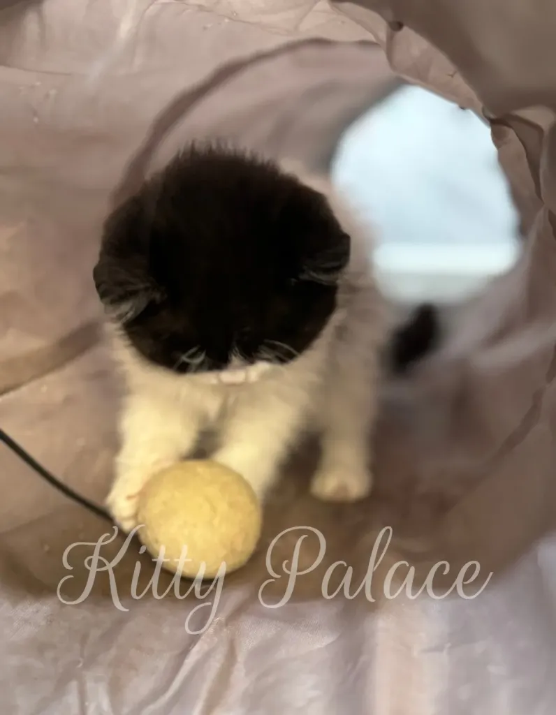 Playful black and white kitten batting at a ball inside a soft tunnel