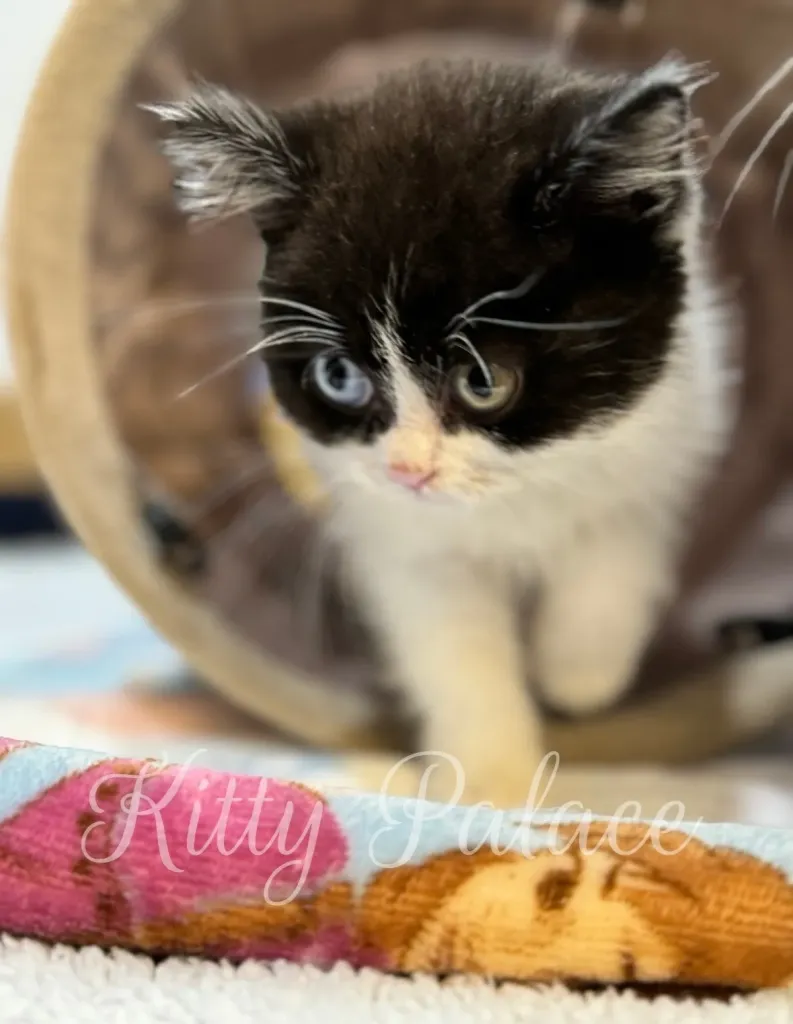 Curious kitten peeking out of a tunnel onto a colorful blanket