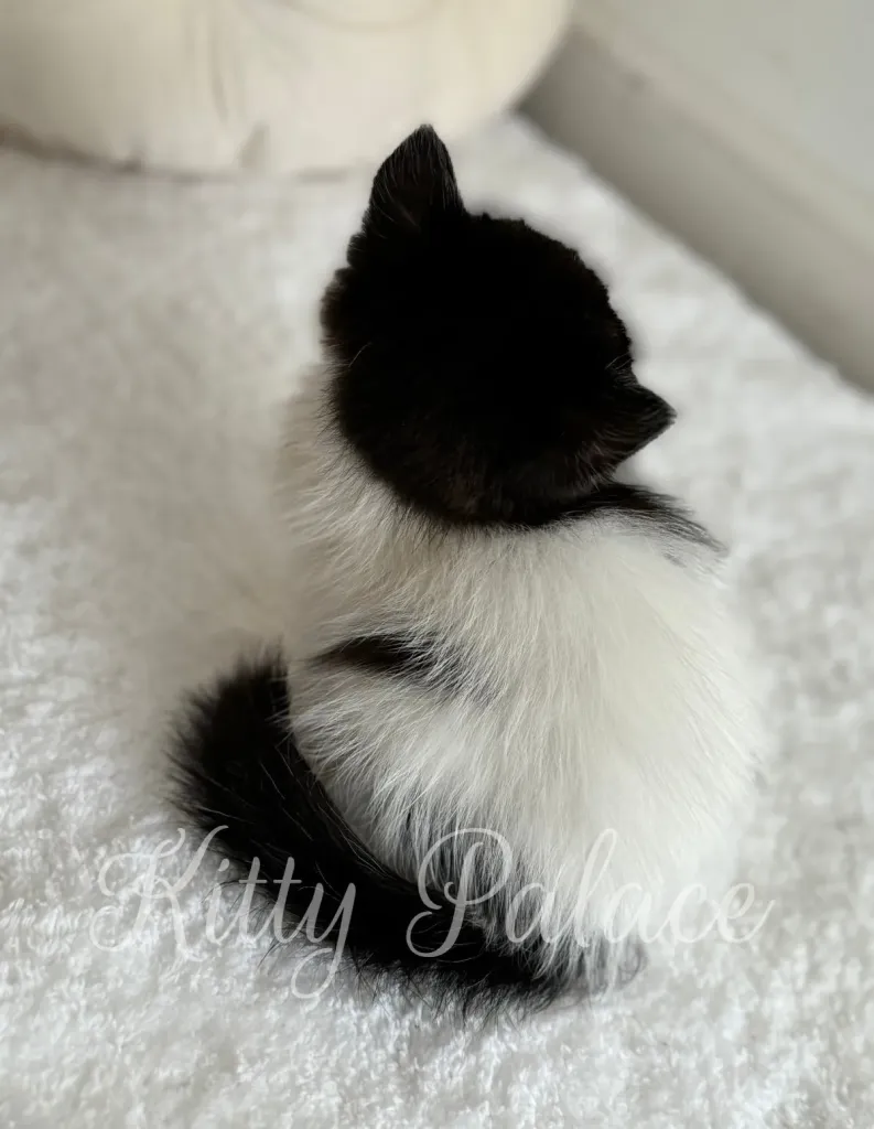 Back view of fluffy black and white kitten sitting on a white blanket
