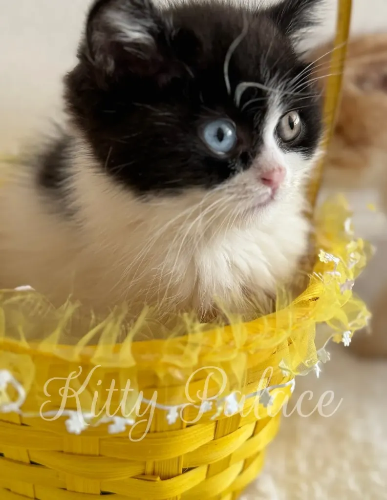 Oscar the bicolor Scottish Straight kitten with odd-colored eyes sitting in a yellow basket