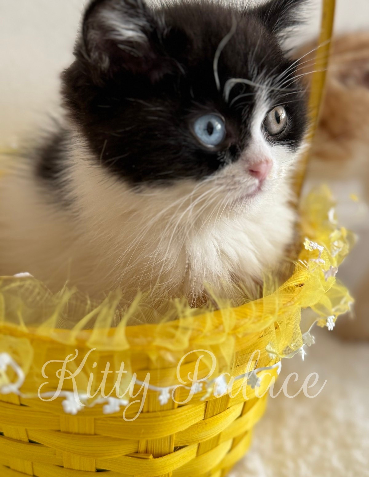 Buy Scottish Straight Kitten Oscar in USA | Kitty Palace Cattery