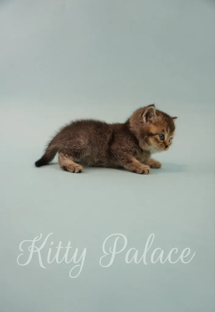 Fluffy kitten Toby crawling forward on light background
