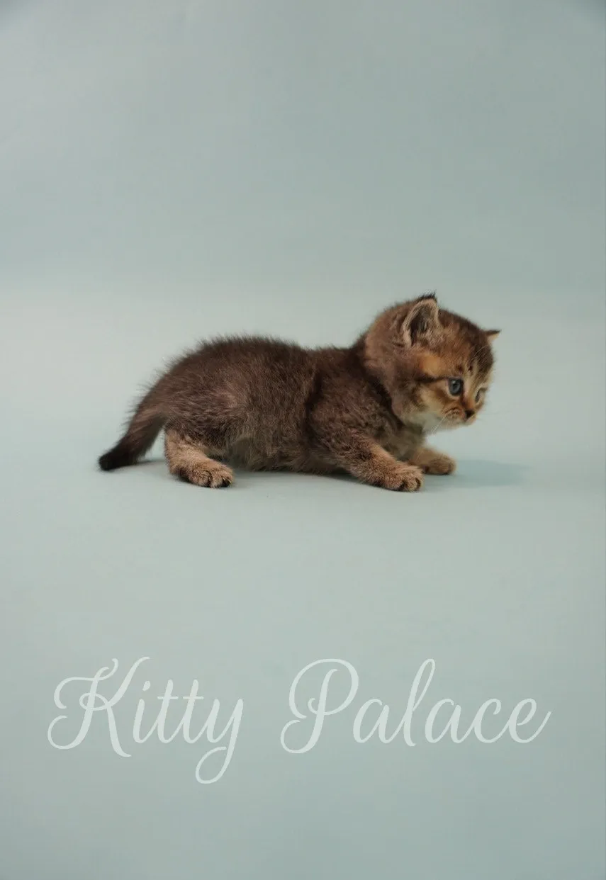 Fluffy kitten Toby crawling forward on light background