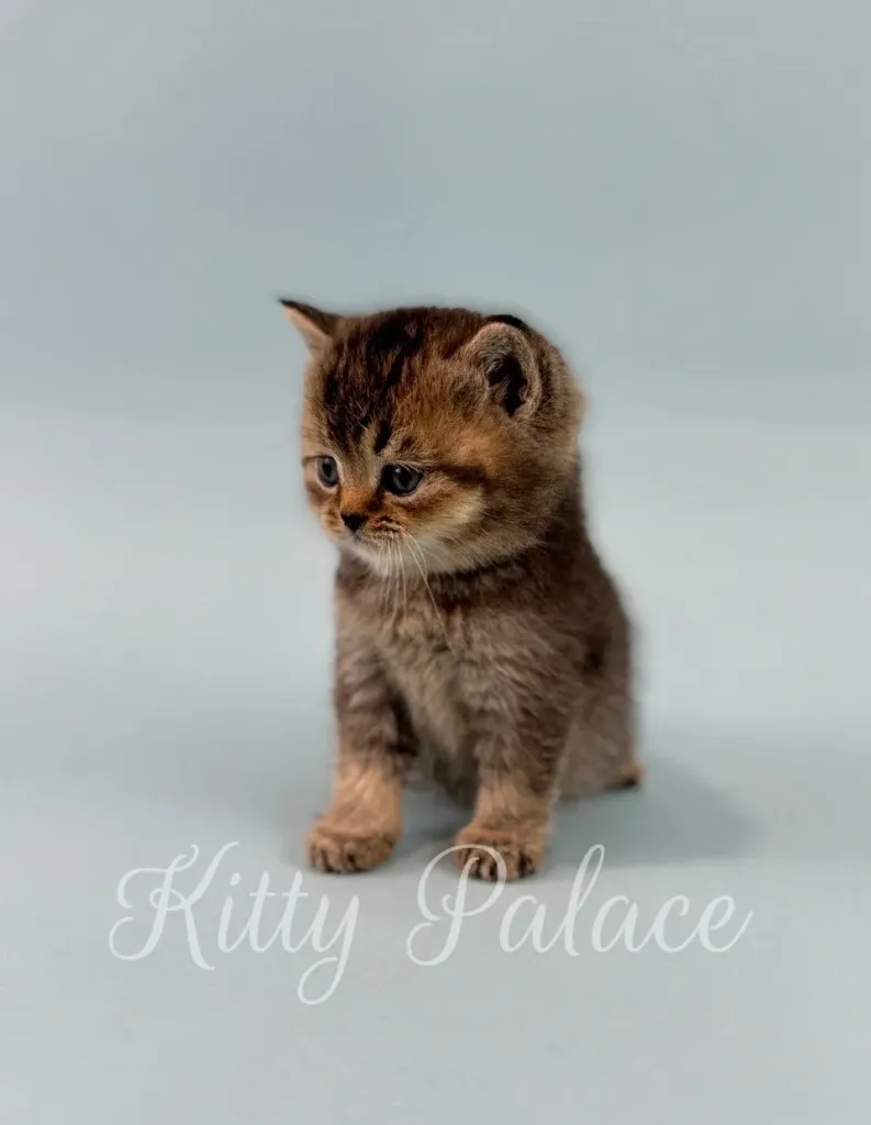 Scottish straight cat golden with a soft expression glancing downwards"