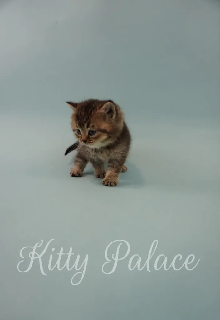 Kitten walking slowly on blue surface, tail raised slightly