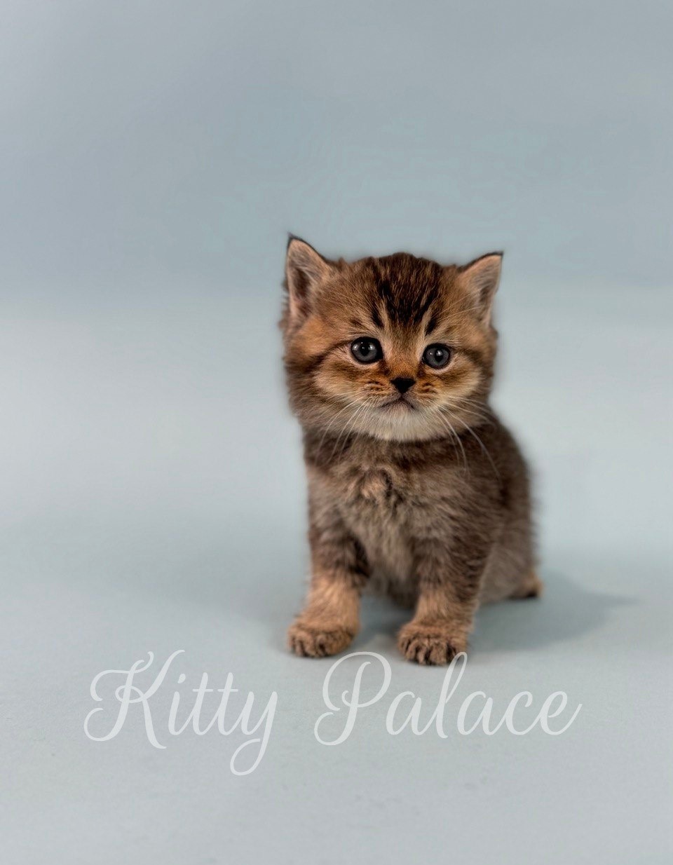 Toby. Male Scottish Straight Kitten For Sale in USA | Kitty Palace Cattery