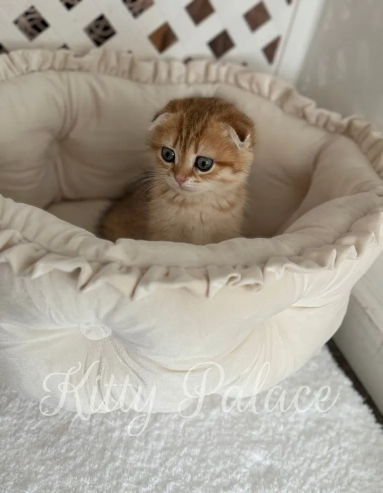 Golden chinchilla kitten with folded ears looking to the side while resting in a soft round bed