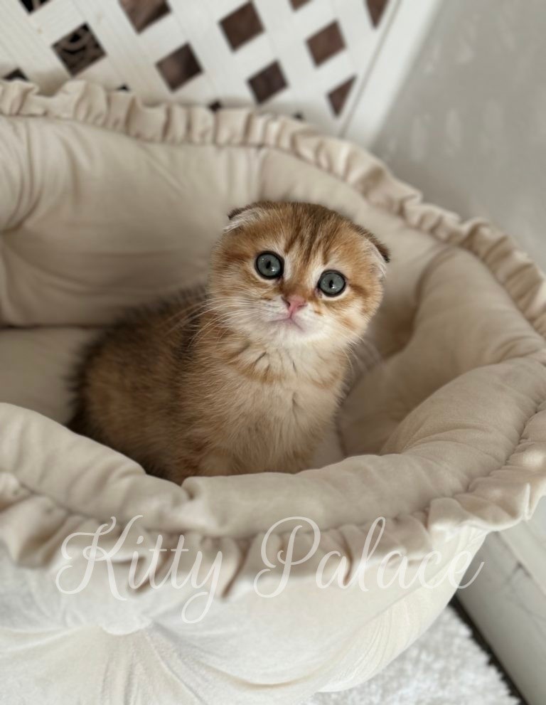 Tommy. Male Scottish Fold Kitten For Sale in USA | Kitty Palace Cattery
