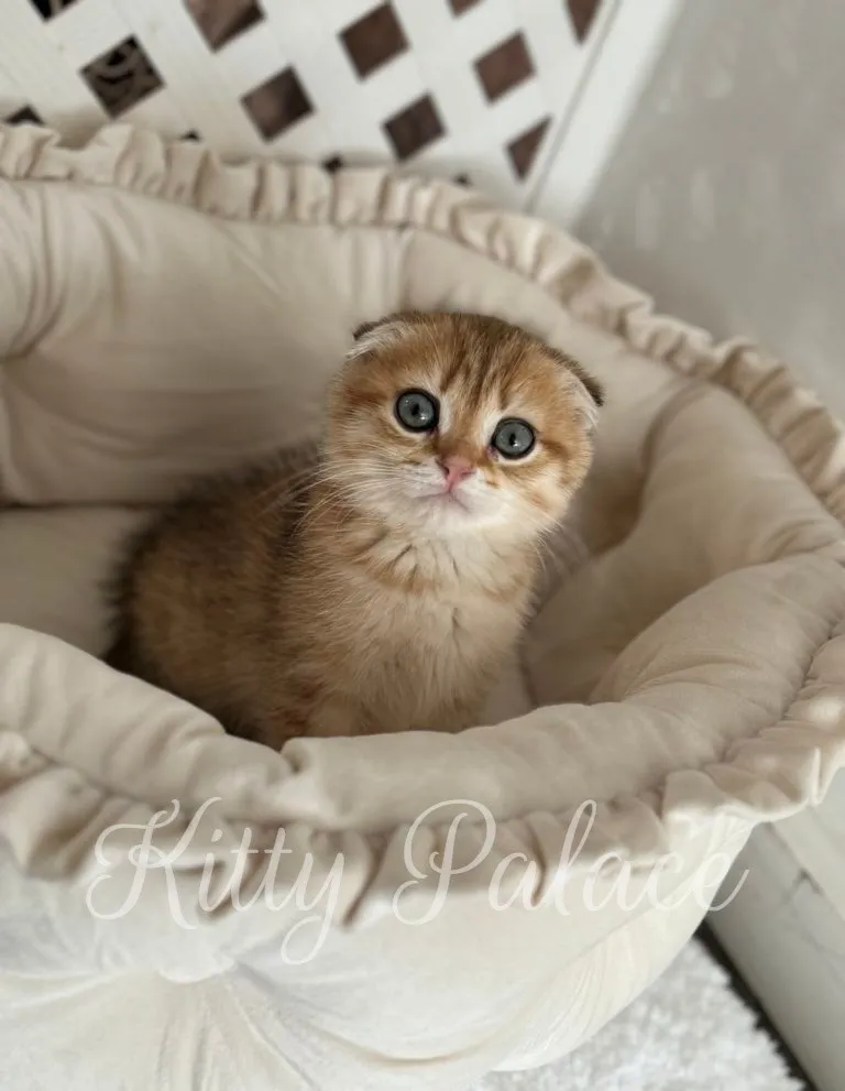 Tommy the black golden Scottish Fold kitten sitting upright with wide green eyes in a plush cream bed