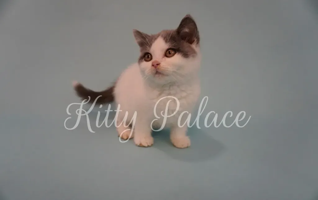 Scottish Straight bicolor kitten Sky looking up with curiosity against light blue background