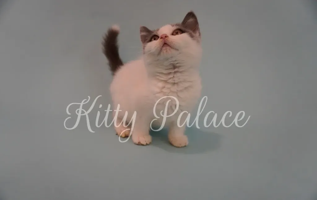 Playful white and grey kitten with short plush coat and upright ears