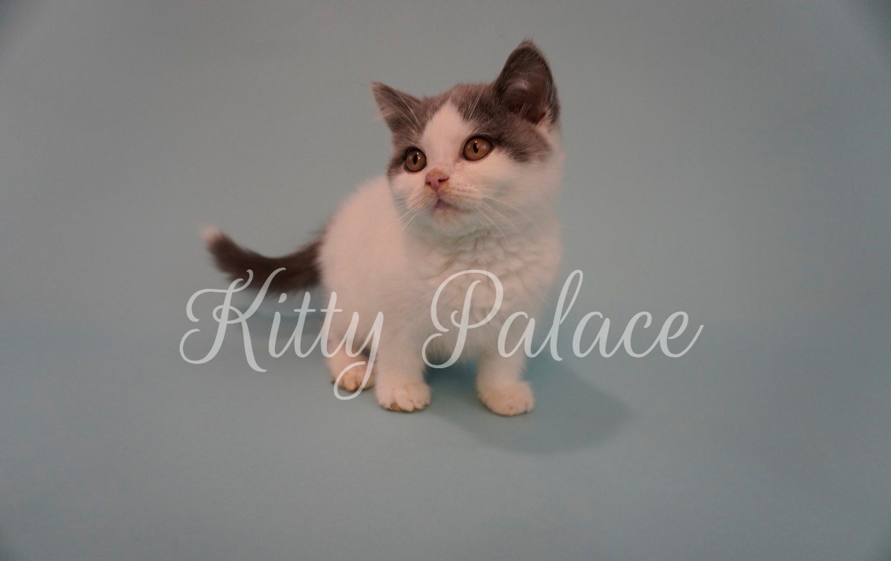 Sky. Male Scottish Straight Kitten For Sale in USA | Kitty Palace Cattery