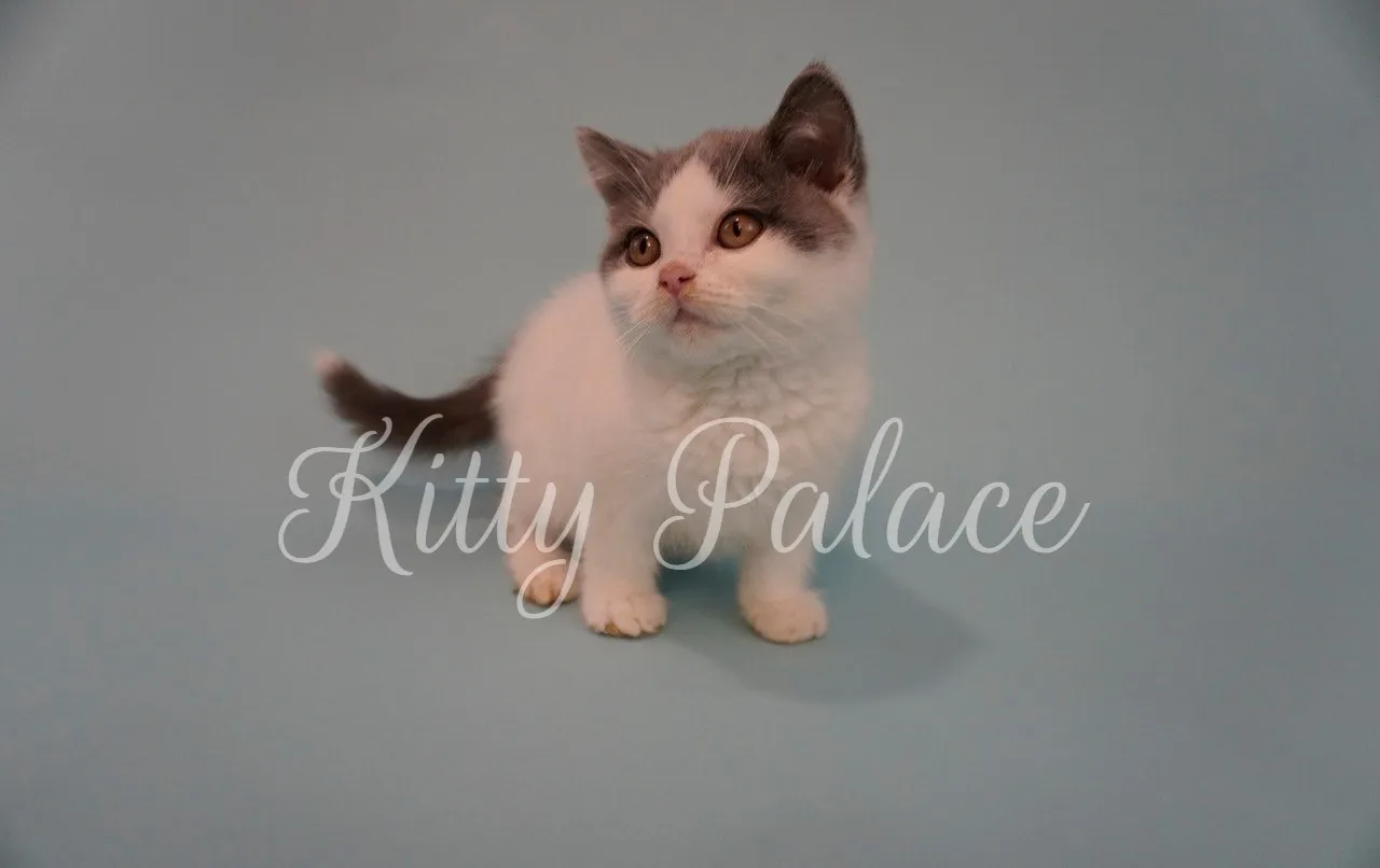 Scottish Straight bicolor kitten Sky looking up with curiosity against light blue background