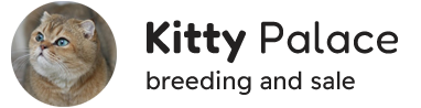 buy scottish kittens in new york, new jersey, pennsylvania, connecticut, maryland, massachusetts, usa