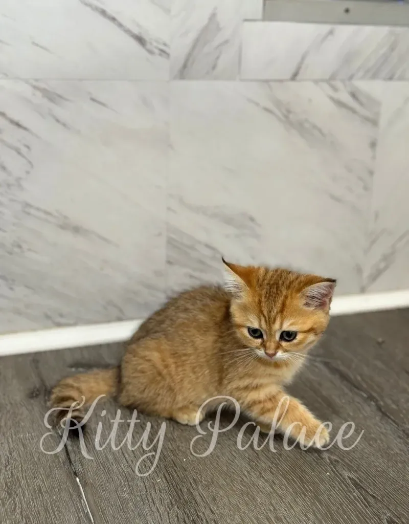 Playful Scottish Straight kitten Casia stretching her paw on the floor