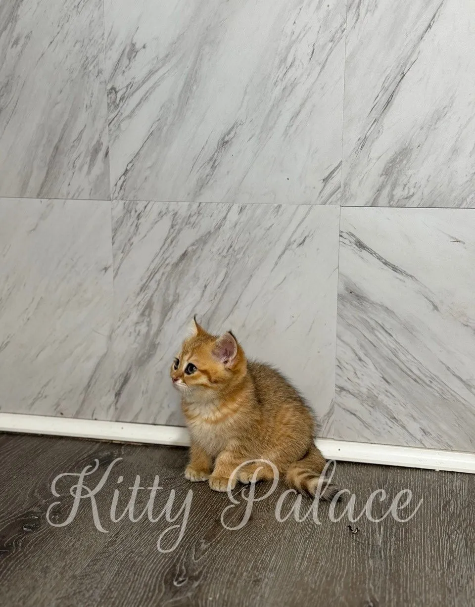 Fluffy ginger kitten Casia curiously watching something off-camera