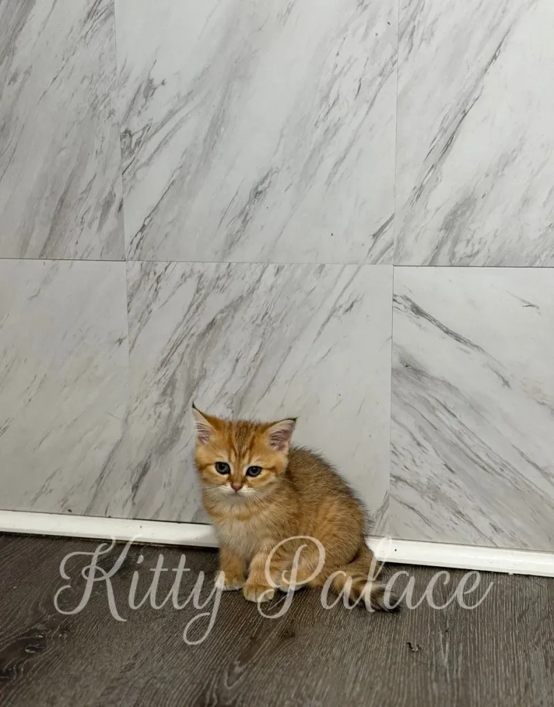 Calm ginger kitten sitting with elegant posture against marble tiles