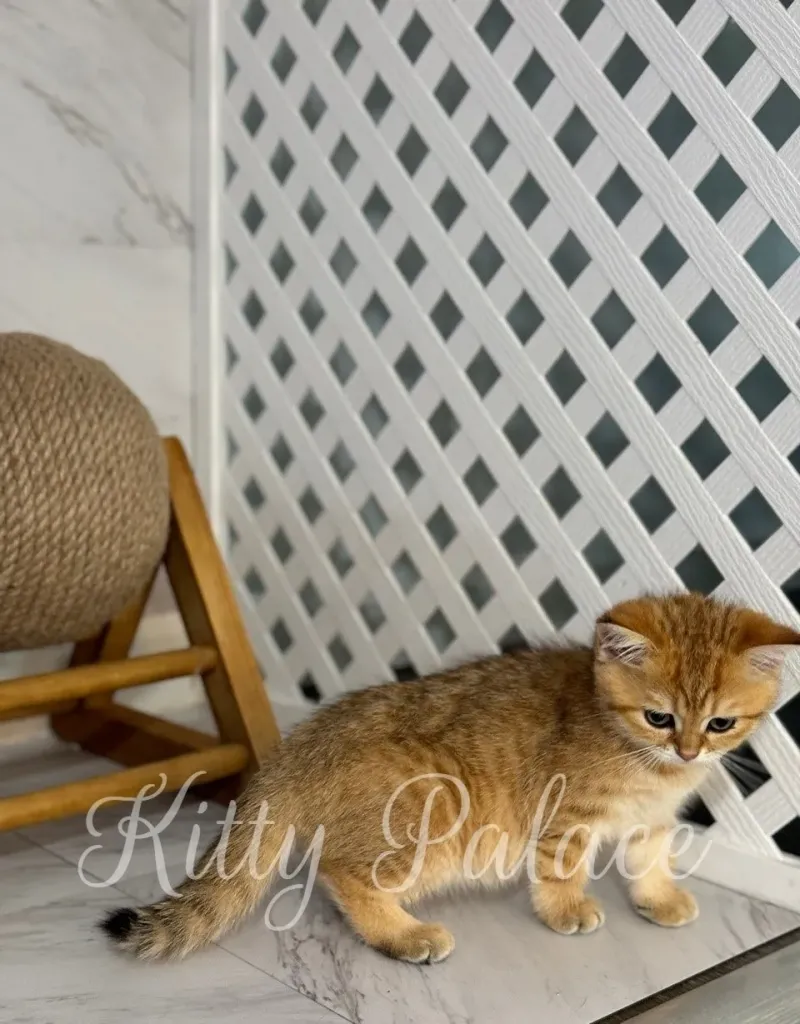 Scottish Straight kitten with golden tabby coat looking into the camera