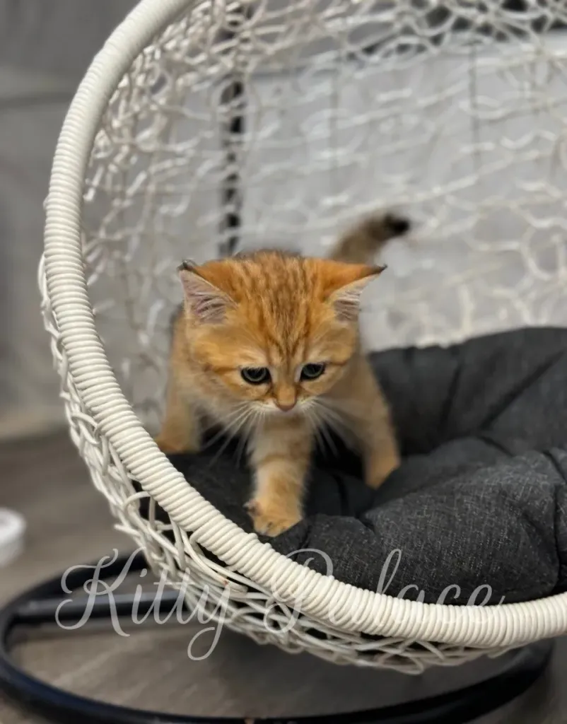 Casia the kitten walking near lattice screen in modern interior