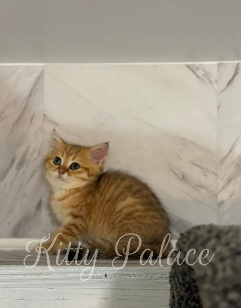 Ginger kitten Casia exploring a hanging chair