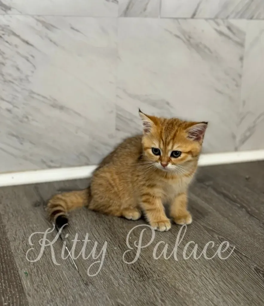 Casia sitting quietly near the wall with alert eyes and fluffy ginger coat