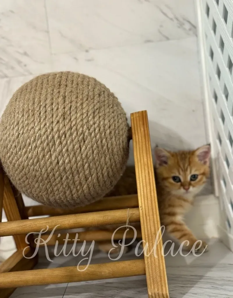 Charming ginger kitten with big eyes gazing at the camera