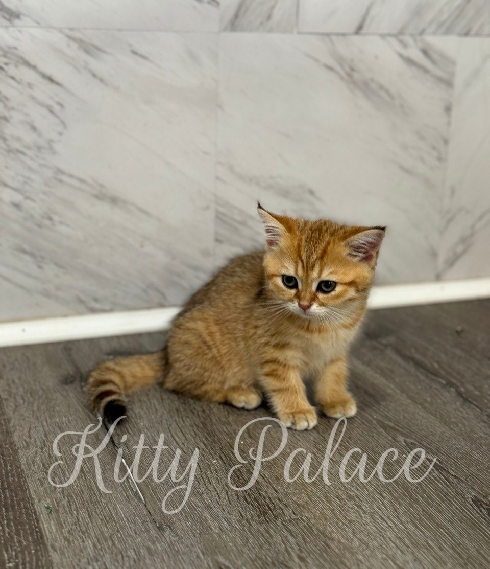 Our Kittens - Available Scottish Fold & Straight Kittens For Sale ...