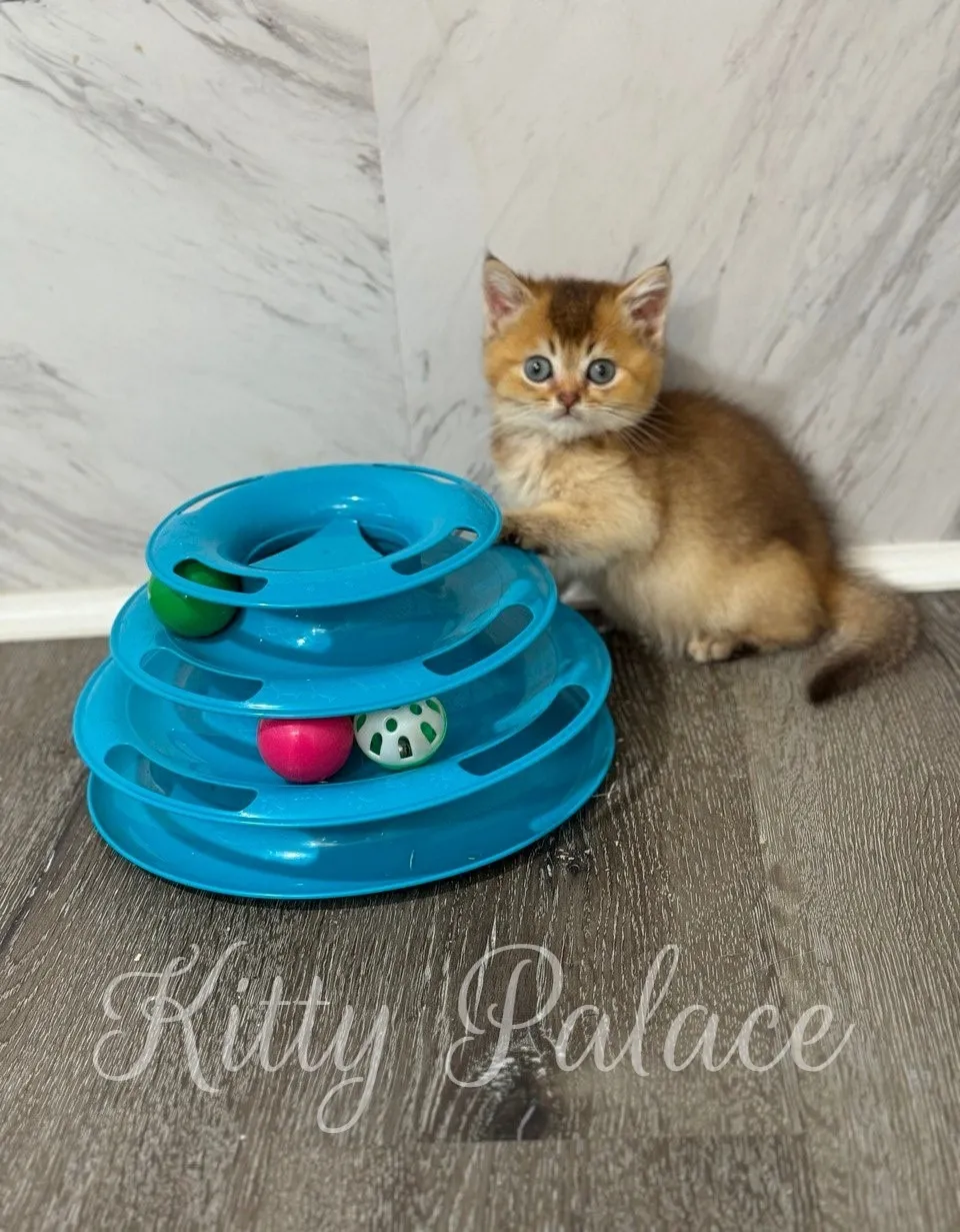 Kitten Eden sitting beside a blue toy tower