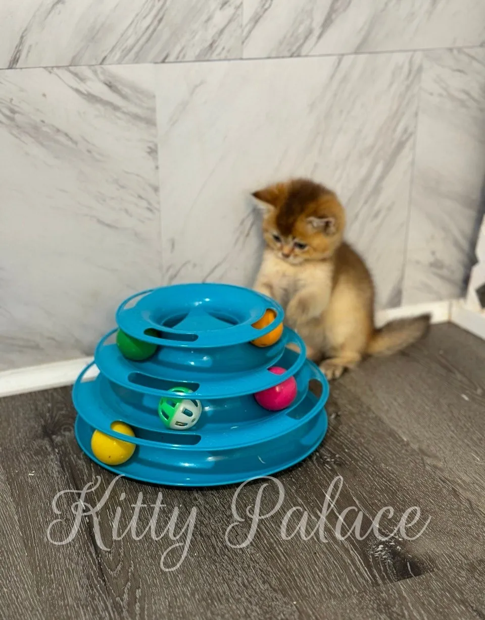 Eden the Scottish Straight kitten gazing curiously at toy balls