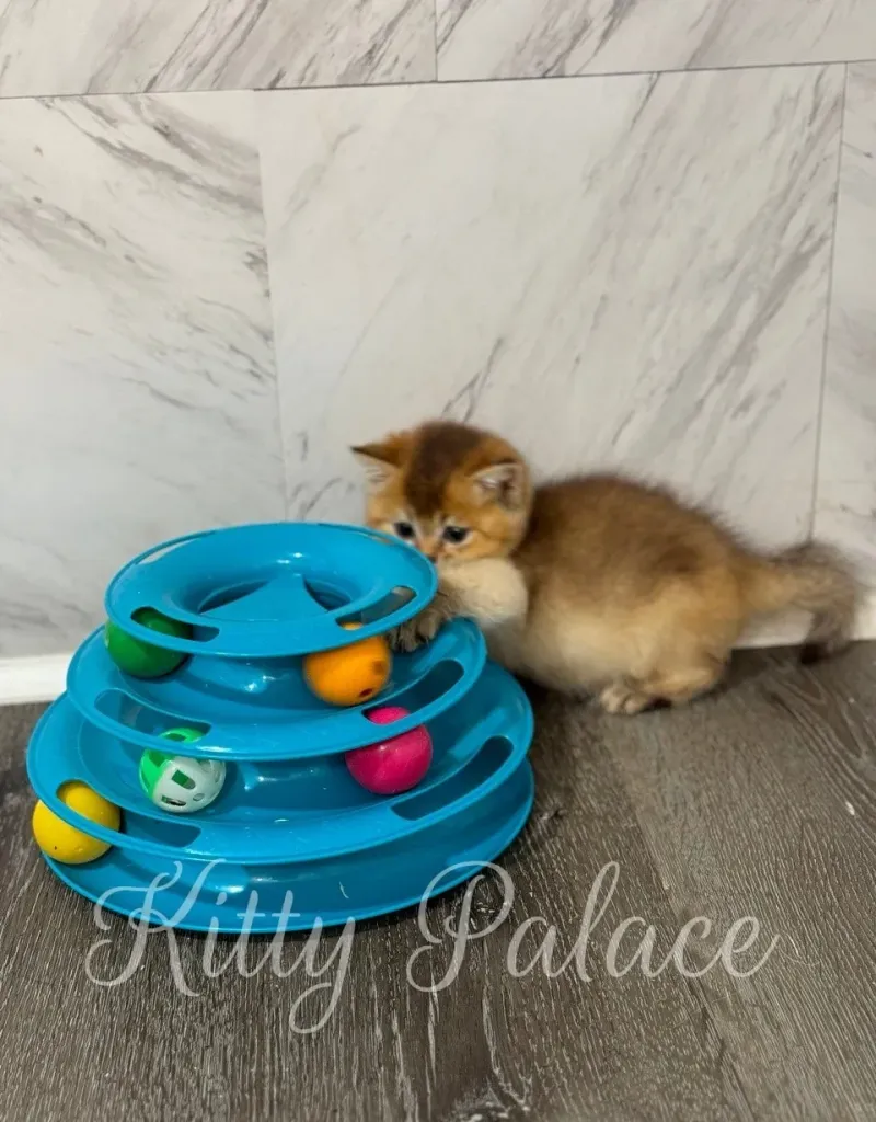 Playful Scottish Straight kitten blue toy tower