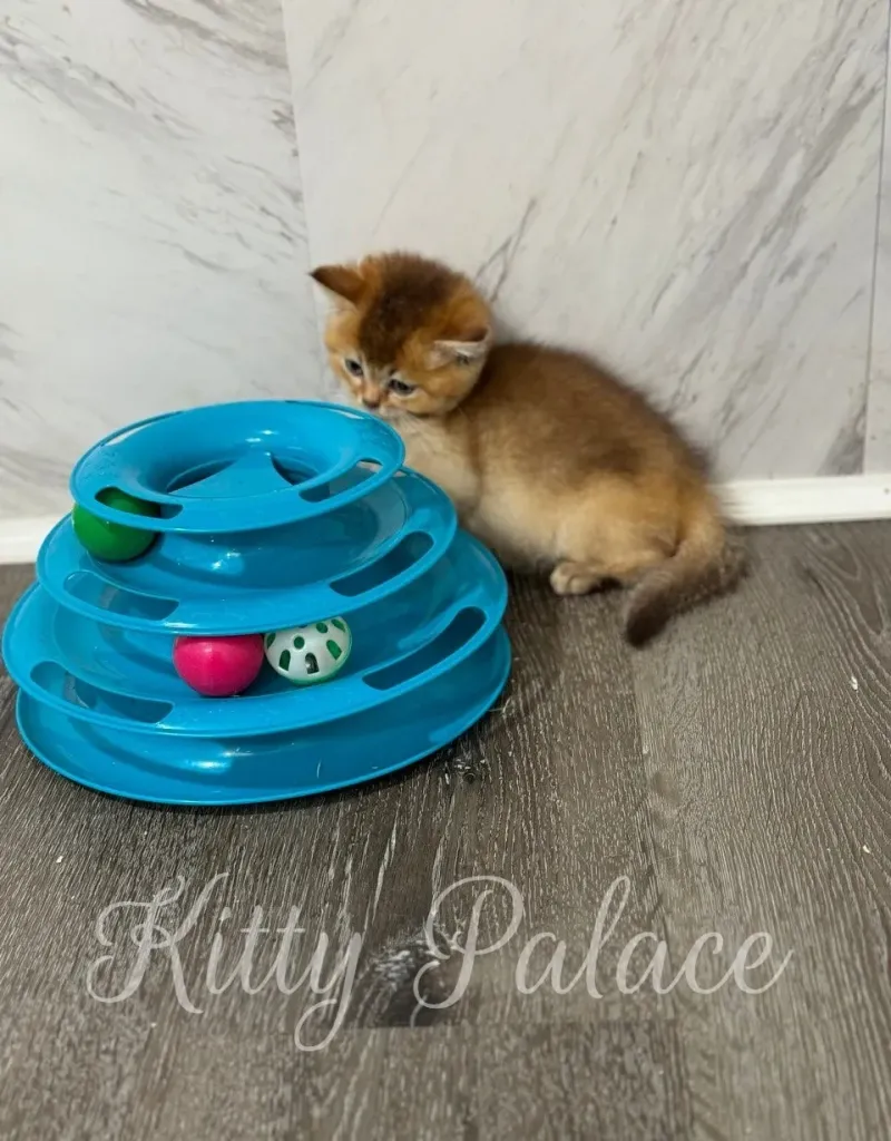 Kitten Eden peeking over a spiral track ball toy
