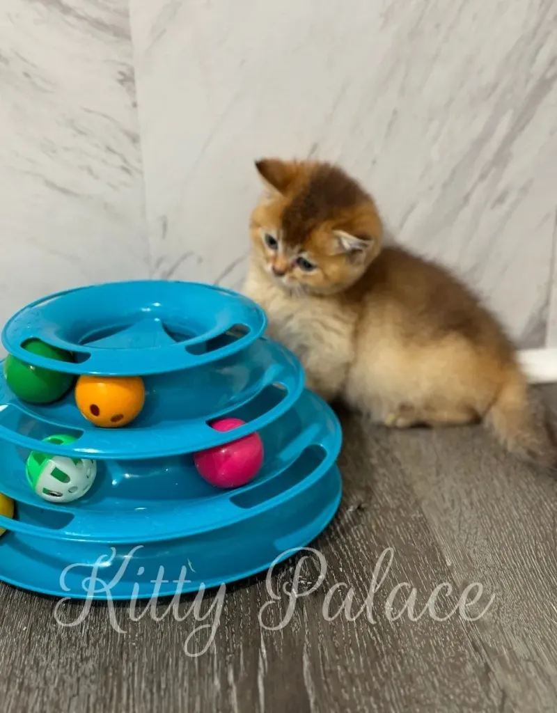 Scottish Straight kitten near me playing quietly in corner