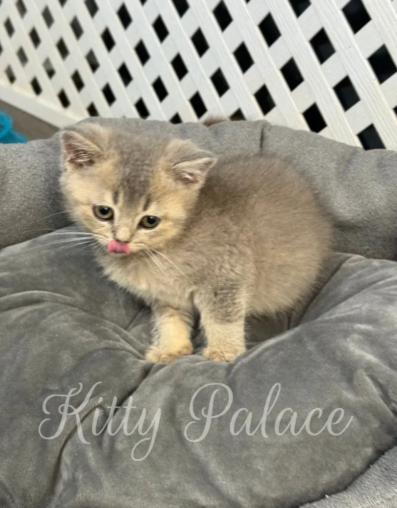 Playful kitten Felix sticking out his tongue while sitting on a plush cushion