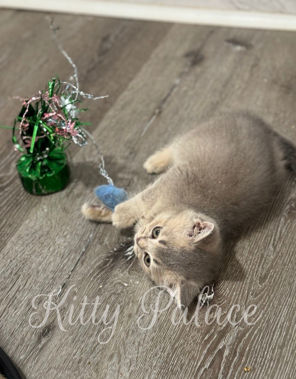 Felix - Scottish Straight Kitten for Sale, Buy Kitten in USA. Kitty Palace Cattery