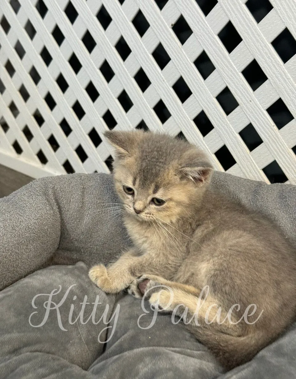 Sleepy kitten curled up in a soft bed beside a white lattice wall
