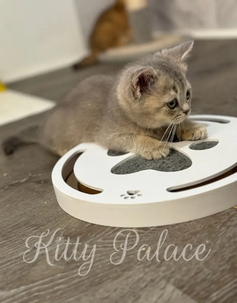 Felix the kitten crouching on a toy with paws ready to play