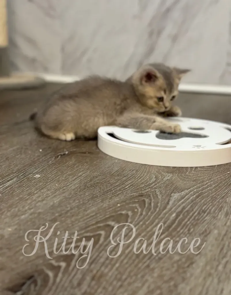 Scottish Straight chinchilla kitten exploring a white interactive toy