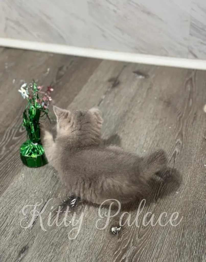 Blue scottish straight cat kitten playing with a green foil cat toy