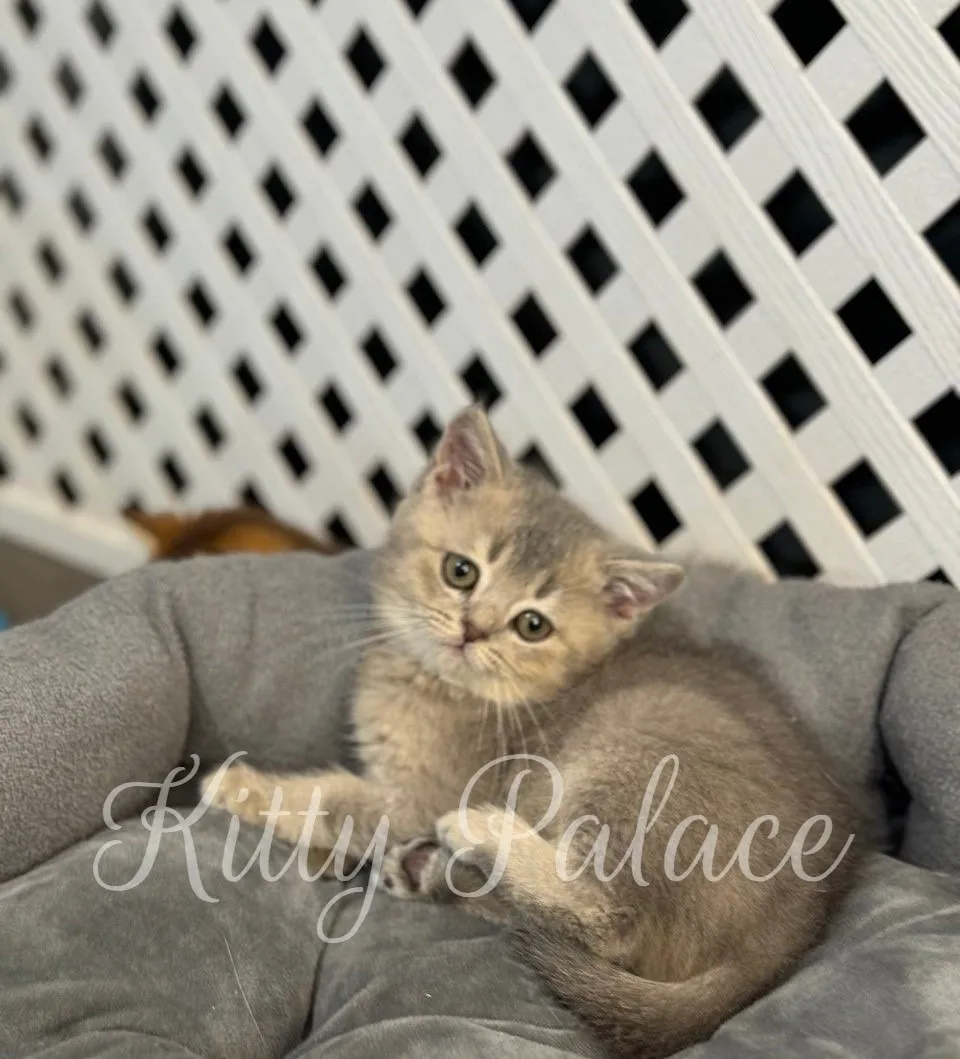 Felix resting in a cozy grey pet bed, looking directly at the camera